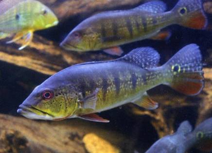 american cichlids no2